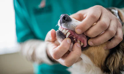 Top Signs Your Dog Needs Dental Care and How to Prevent Problems Early